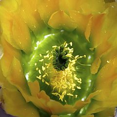 фото "Cactus Flower"