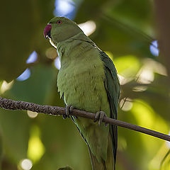 photo "The parrot"