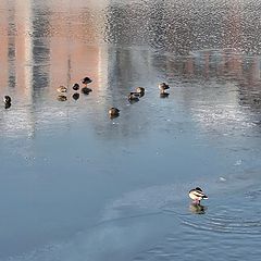 photo "Ducks on Ice"