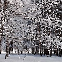 фото "Серебряный лес"