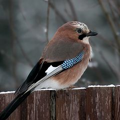 photo "New year's Jay - 4"