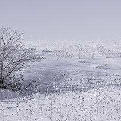 фото "Не щадит зима Сибирская..."