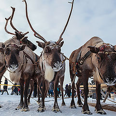 фото "олени-жуки"