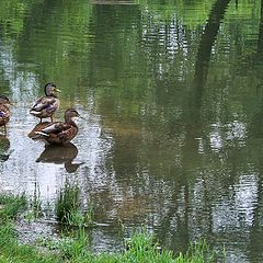 photo "of ducks"