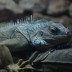 photo "Iguana"