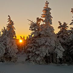 photo "Winter Sun"