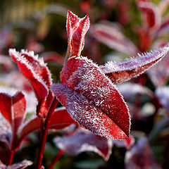 photo "Frost"