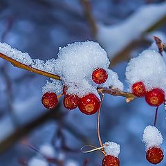 photo "Paradise apples in winter"