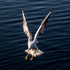 фото "Landing"