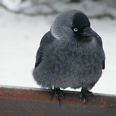 photo "Winter friends"