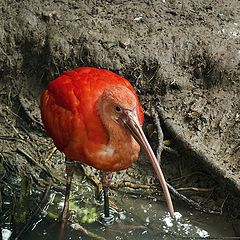 photo "Fire IBIS"