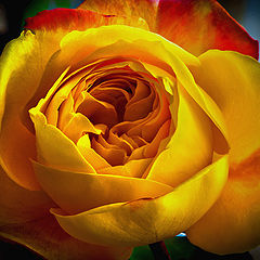 photo "Blushing Rose"