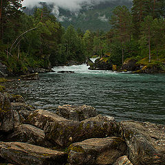 фото "Норвежский лес"
