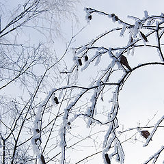 фото "Покрытые инеем"