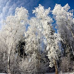 фото "зимний солнечный день у Российских лесов"