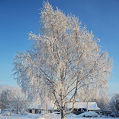 фото "Белая береза под моим окном"