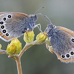 photo "2 Coenonympha glycerion"