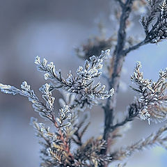 фото "Теряла веточка зимой привычный цвет..."