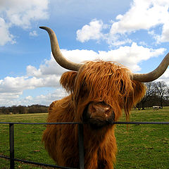 photo "A Cow"