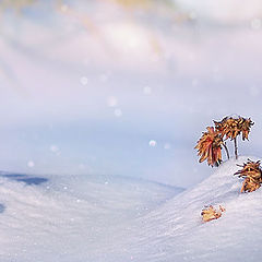 фото "Осенние цветы под снегом"