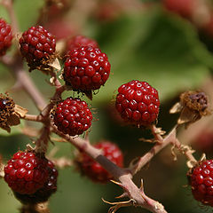 photo "The wild blackberries"