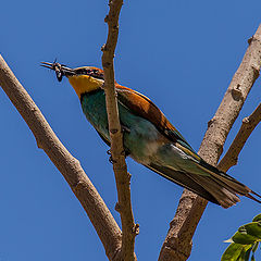 photo "The Bee eater"