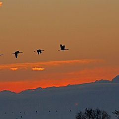 photo "Grus grus"