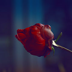 фото "***"