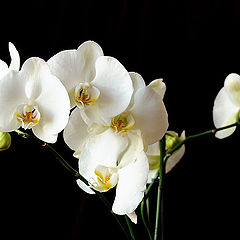 фото "Orchids for wife"