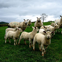 фото "Sheep"