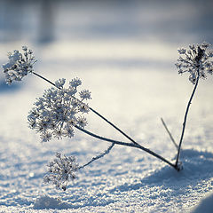 фото "Winter Flowers"