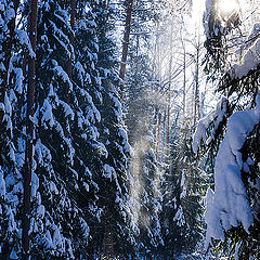 фото "В белом лесу"