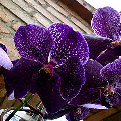фото "Orchid"