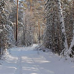 фото "Приглашение на прогулку по зимнему лесу"