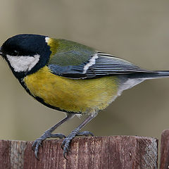 photo "Just Great Tit"