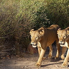 photo "Sisters"