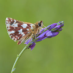 photo "Spialia sertorius"