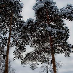 фото "Нижний Тагил"