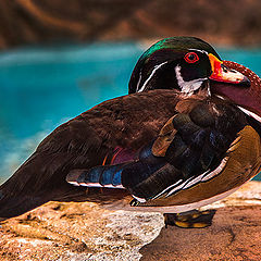 photo "Duck"