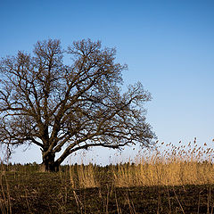 photo "Irinovsky oak"