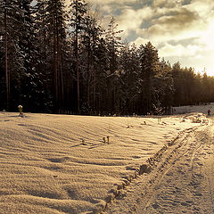 фото "Лыжники"