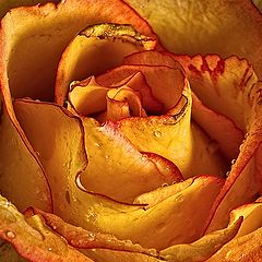 фото "Yellow rose"