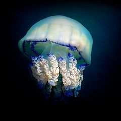 фото "Chants of jellyfish"