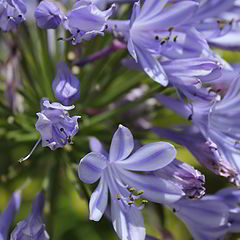 photo "Summer blue"