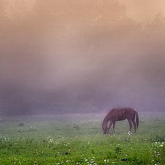 photo "***"