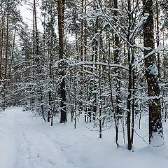 фото "В розовом лесу"