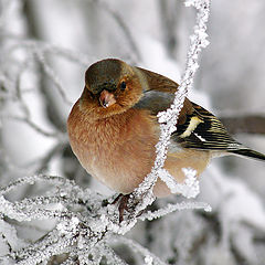 фото "Самец зяблика (Fringilla coelebs)"