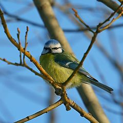 photo "Etude in blue"