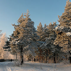 фото "Зима, сосны..."