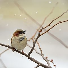 photo "I can't believe it's snowing again!"